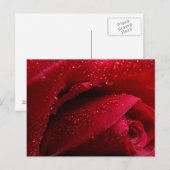 Carte Postale Rose de macro rouge avec gouttelettes d'eau (Devant / Derrière)