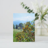 Carte Postale Rose de montagne (Debout devant)