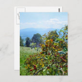 Carte Postale Rose de montagne (Devant / Derrière)