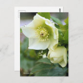 Carte Postale Rose de Noël [Carte postale] (Devant / Derrière)