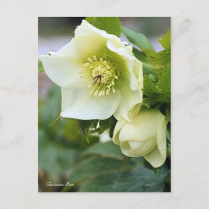 Carte Postale Rose de Noël [Carte postale]