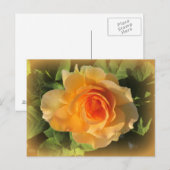 Carte postale Rose de parfum miel (Devant / Derrière)