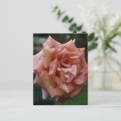 Carte Postale Rose De Pêche Intense Dans Fleur De Fleur De Fleur (Debout devant)