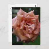 Carte Postale Rose De Pêche Intense Dans Fleur De Fleur De Fleur (Devant / Derrière)