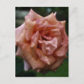 Carte Postale Rose De Pêche Intense Dans Fleur De Fleur De Fleur (Devant)