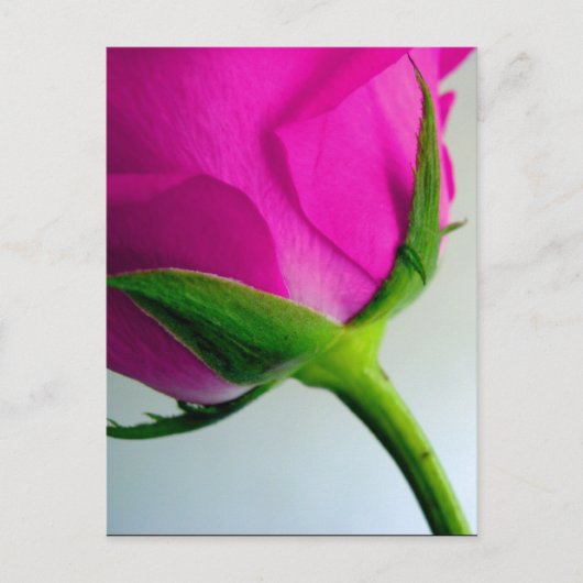 Carte Postale Rose de PInk brillante (Devant)