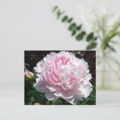 Carte postale rose de pivoine (Debout devant)