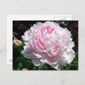 Carte postale rose de pivoine (Devant / Derrière)