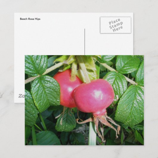 Carte postale Rose de plage (Devant / Derrière)