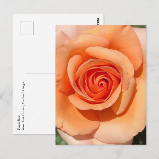 Carte Postale Rose de plage (Devant / Derrière)