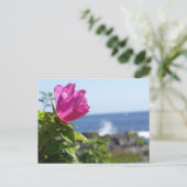 Carte Postale Rose de plage (Debout devant)