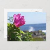 Carte Postale Rose de plage (Devant / Derrière)