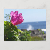 Carte Postale Rose de plage (Devant)