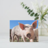 Carte Postale Rose de porc adorable (Debout devant)