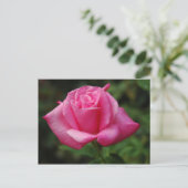 Carte Postale Rose de rose (Debout devant)