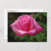Carte Postale Rose de rose (Devant / Derrière)
