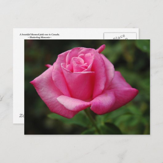 Carte Postale Rose de rose (Devant / Derrière)
