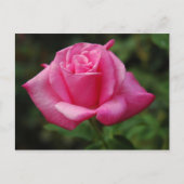 Carte Postale Rose de rose (Devant)