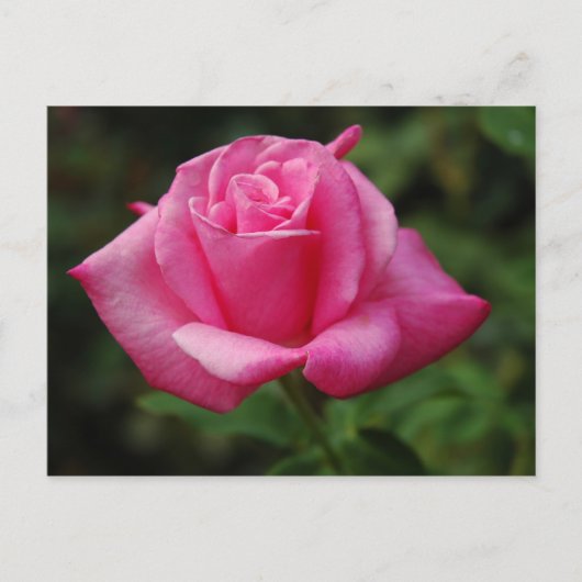 Carte Postale Rose de rose (Devant)