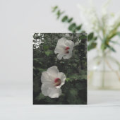 Carte postale Rose de Sharon (Debout devant)