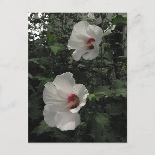 Carte postale Rose de Sharon (Devant)