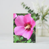 Carte Postale Rose de Sharon [Carte postale] (Debout devant)