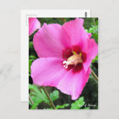 Carte Postale Rose de Sharon [Carte postale] (Devant / Derrière)