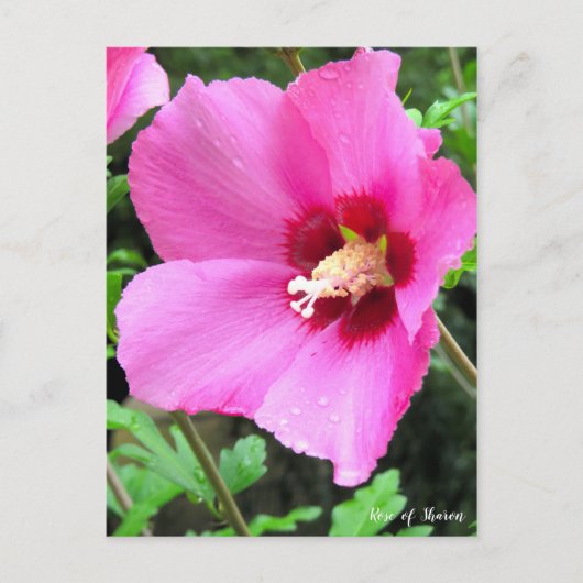 Carte Postale Rose de Sharon [Carte postale] (Devant)