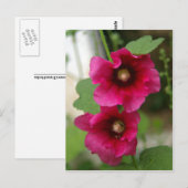 Carte Postale Rose de Sharon Postcard (Devant / Derrière)