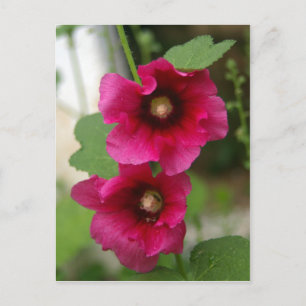 Carte Postale Rose de Sharon Postcard