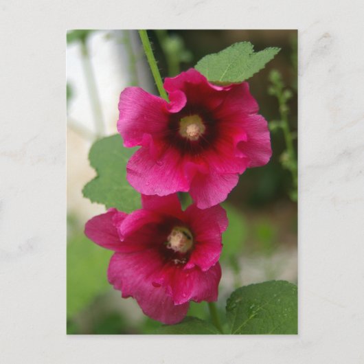 Carte Postale Rose de Sharon Postcard (Devant)