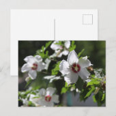 Carte Postale Rose de Sharon Postcard (Devant / Derrière)