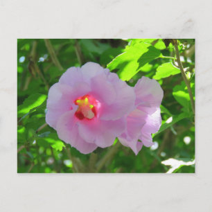 Carte Postale Rose de Sharon, Sunlit