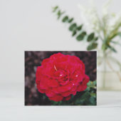 Carte Postale Rose de thé hybride 'Mister Lincoln' Fleurs blanch (Debout devant)