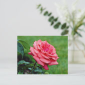 Carte Postale Rose de thé hybride 'Nuage parfumé' Fleurs blanche (Debout devant)