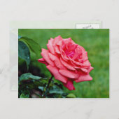 Carte Postale Rose de thé hybride 'Nuage parfumé' Fleurs blanche (Devant / Derrière)