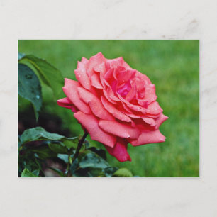 Carte Postale Rose de thé hybride 'Nuage parfumé' Fleurs blanche
