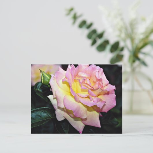 Carte Postale Rose de thé hybride "Peace" Fleurs blanches (Debout devant)