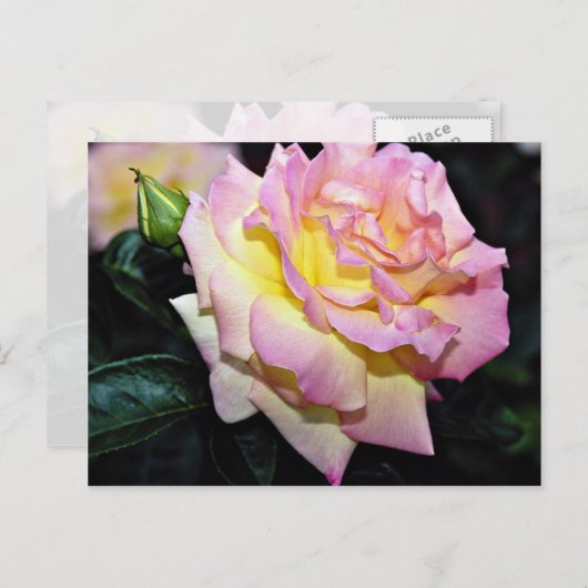 Carte Postale Rose de thé hybride "Peace" Fleurs blanches (Devant / Derrière)