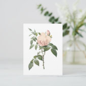 Carte Postale rose de thé parfumé par Redouté (Debout devant)