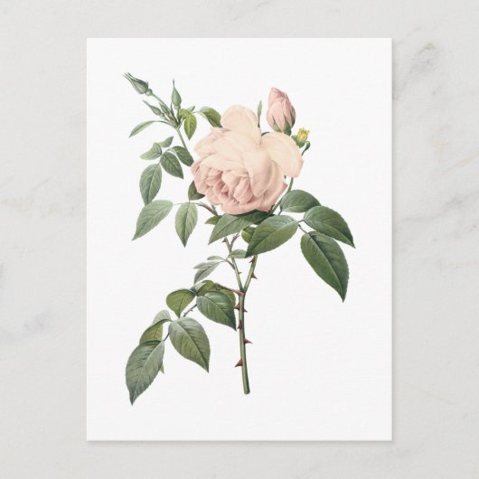Carte Postale rose de thé parfumé par Redouté (Devant)