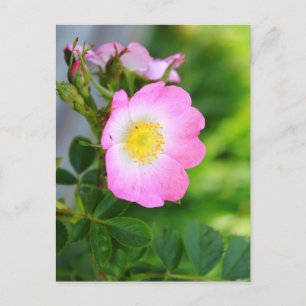 Carte postale Rose de thé rose sauvage Blossom