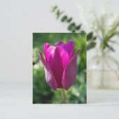 Carte postale rose de tulipe (Debout devant)
