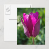 Carte postale rose de tulipe (Devant / Derrière)