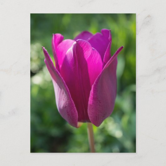 Carte postale rose de tulipe (Devant)