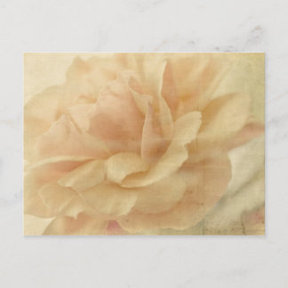 Carte Postale rose défraîchi
