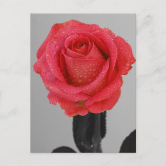 Carte Postale Rose d'espoir