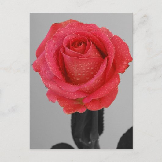 Carte Postale Rose d'espoir (Devant)