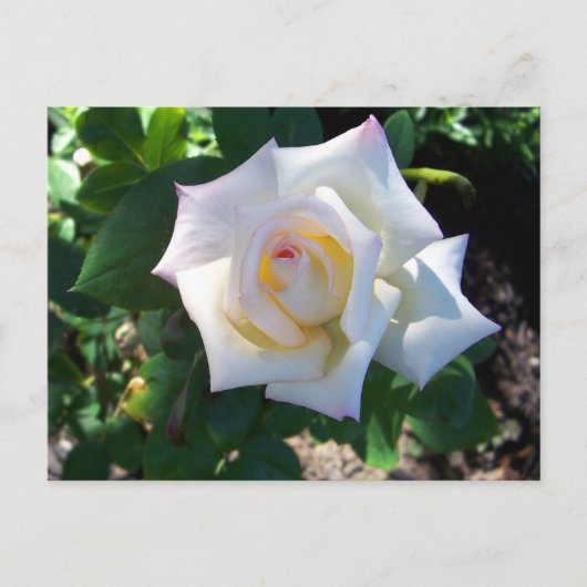 Carte postale Rose d'été blanc (Devant)