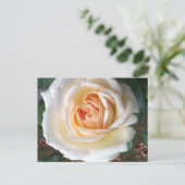 Carte postale Rose d'été blanc ivoire (Debout devant)